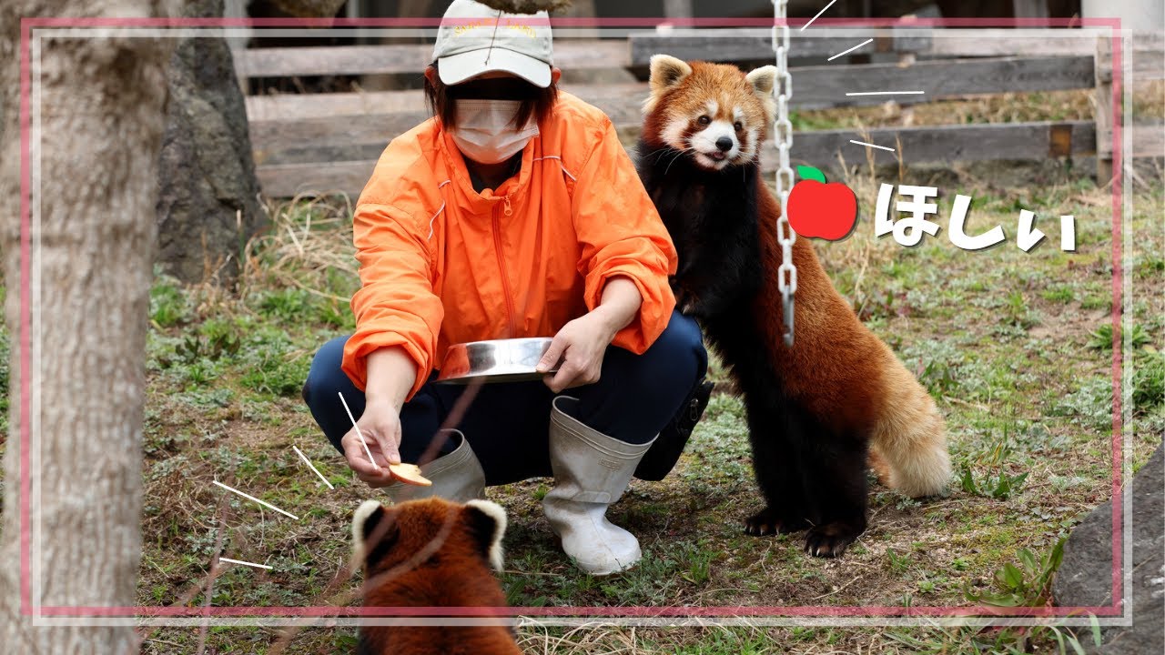 レッサーパンダのおねだり攻撃を受ける飼育員さん