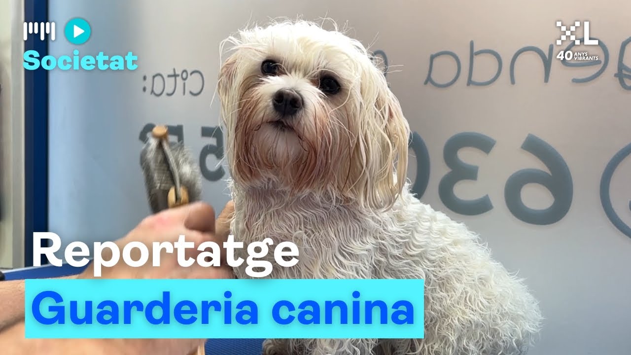 Reportatge: La moda de les guarderies canines