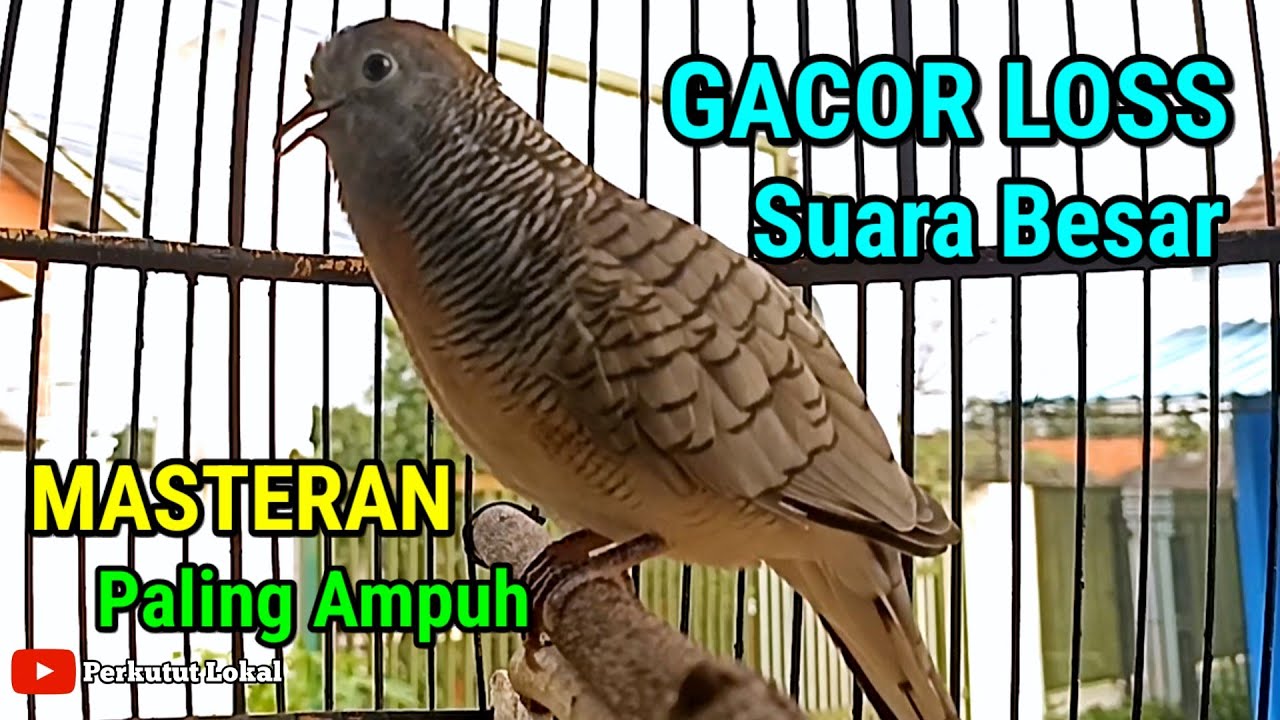 Perkutut Lokal Gacor Suara Besar Pancingan Perkutut Lokal Paling Ampuh #perkututlokal