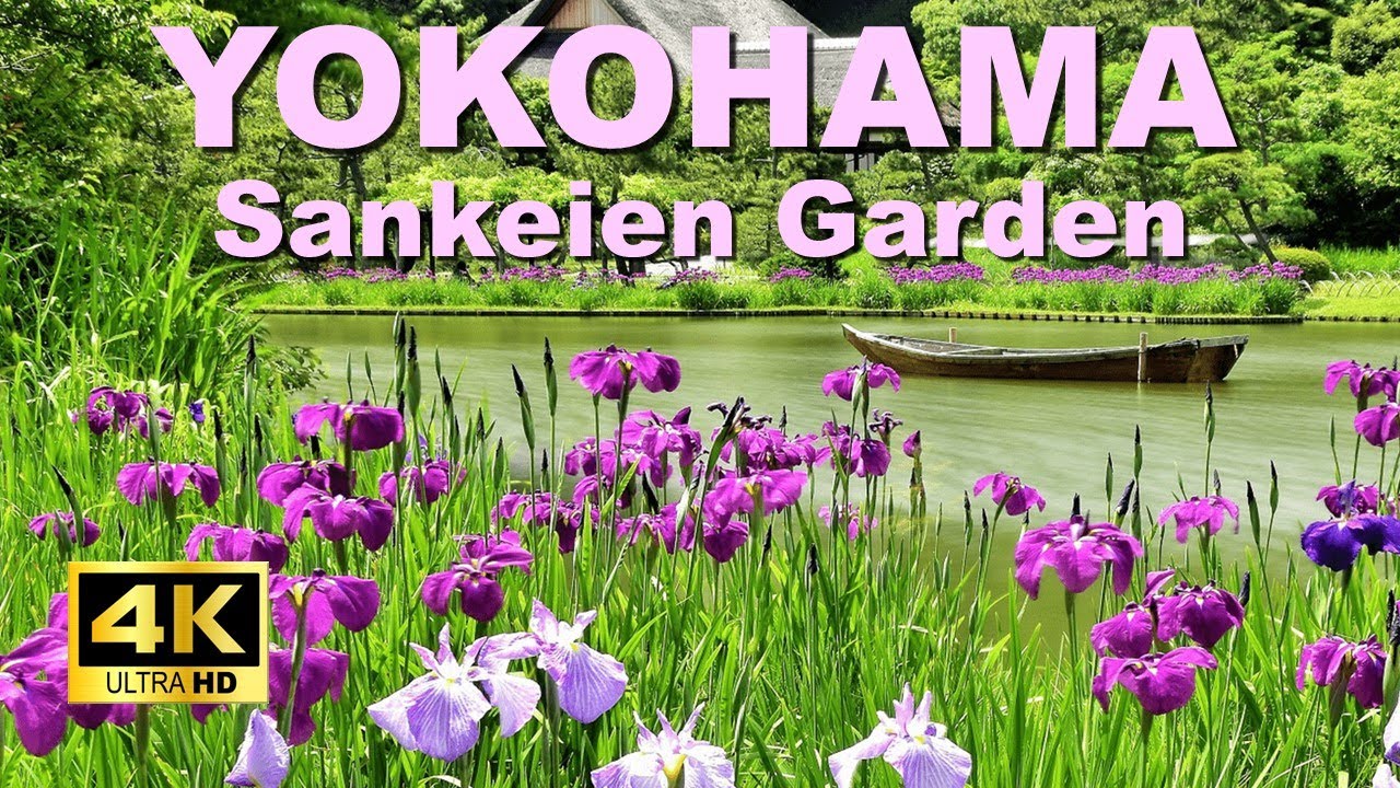 【4K🇯🇵】Walking in Sankeien Garden in summer with beautiful irises