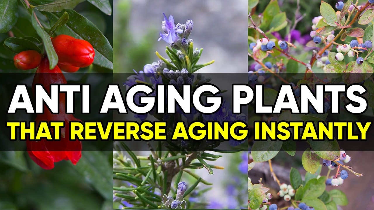 10 Powerful Anti-Aging Plants That Help You Look Younger Naturally