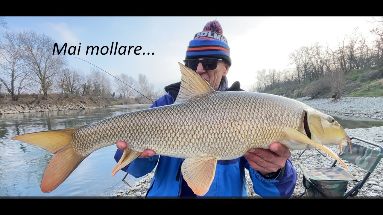 Feeder Barbi difficili? mai mollare...