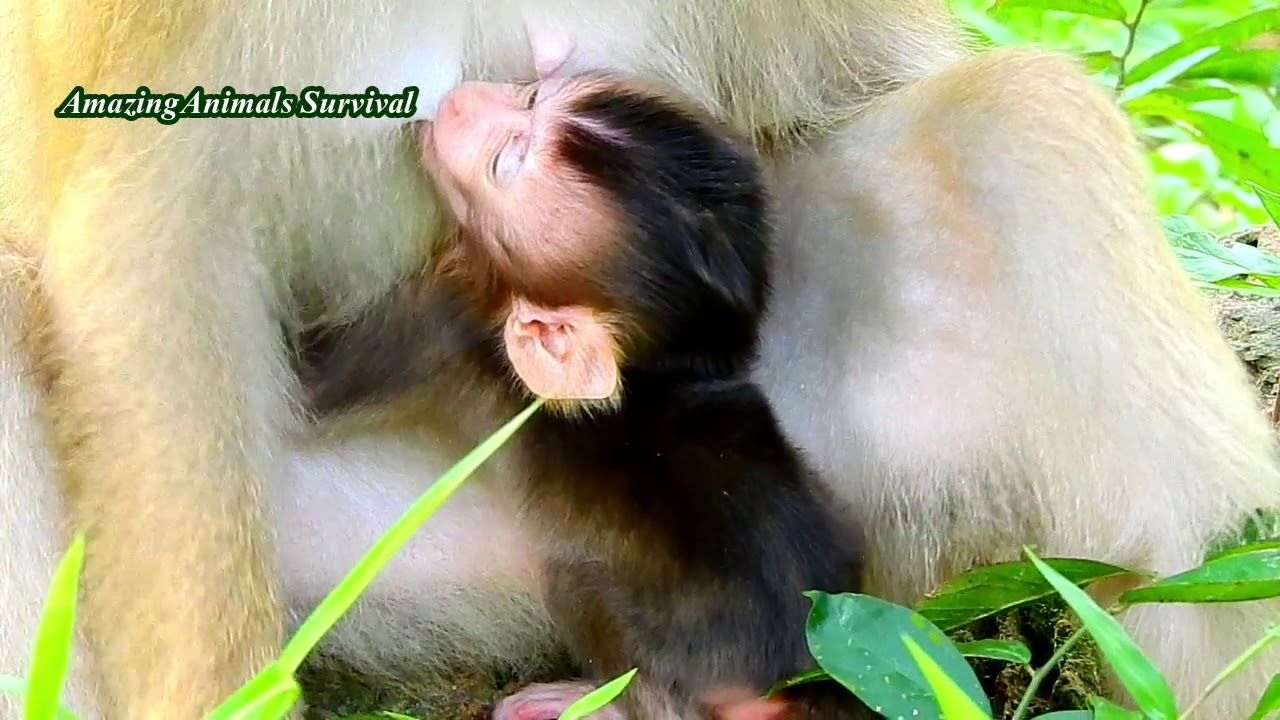 NEW BABY REX SUCKING MILK TILL DEEP SLEEP ON MOM