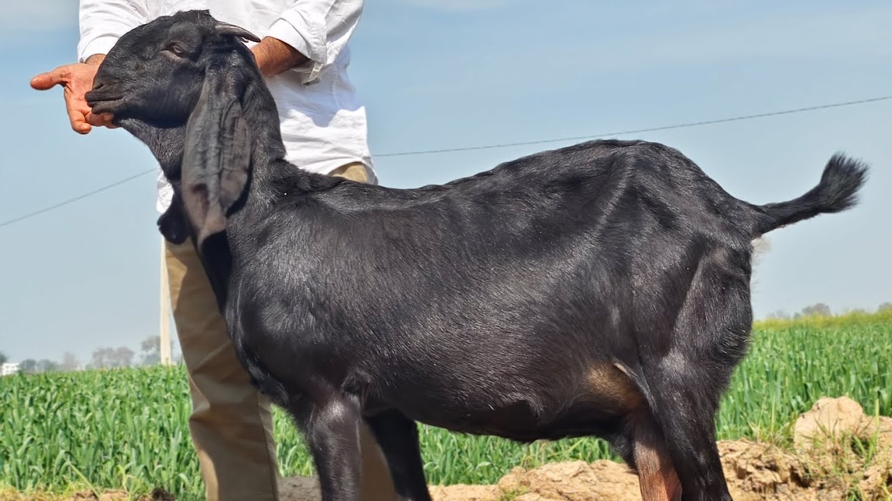 Badi beetle bakriyan bikau 🐐🐐#goat #goatfarming 