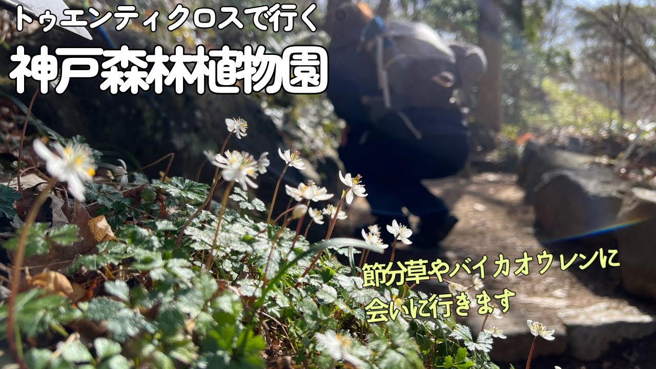 【夫婦登山】トゥエンティクロスで神戸森林植物園へ〜セツブンソウやバイカオウレンを鑑賞します【公共交通機関登山】