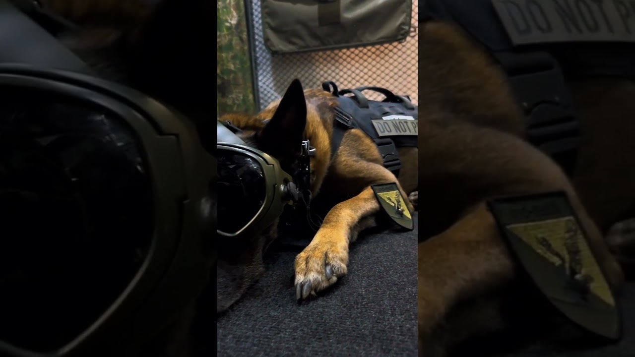 dog collar #k9dog #malinois #petshub #malinoismonday #dogcollar #belgianmalinois