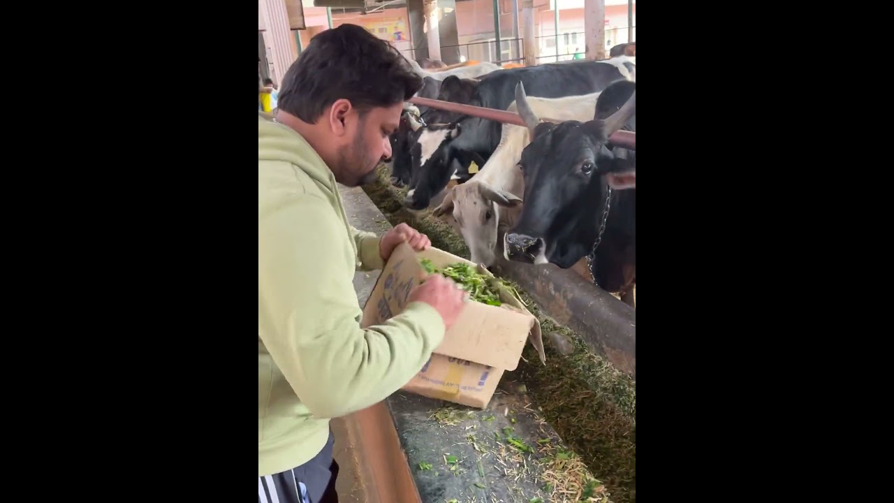 Cow love seva