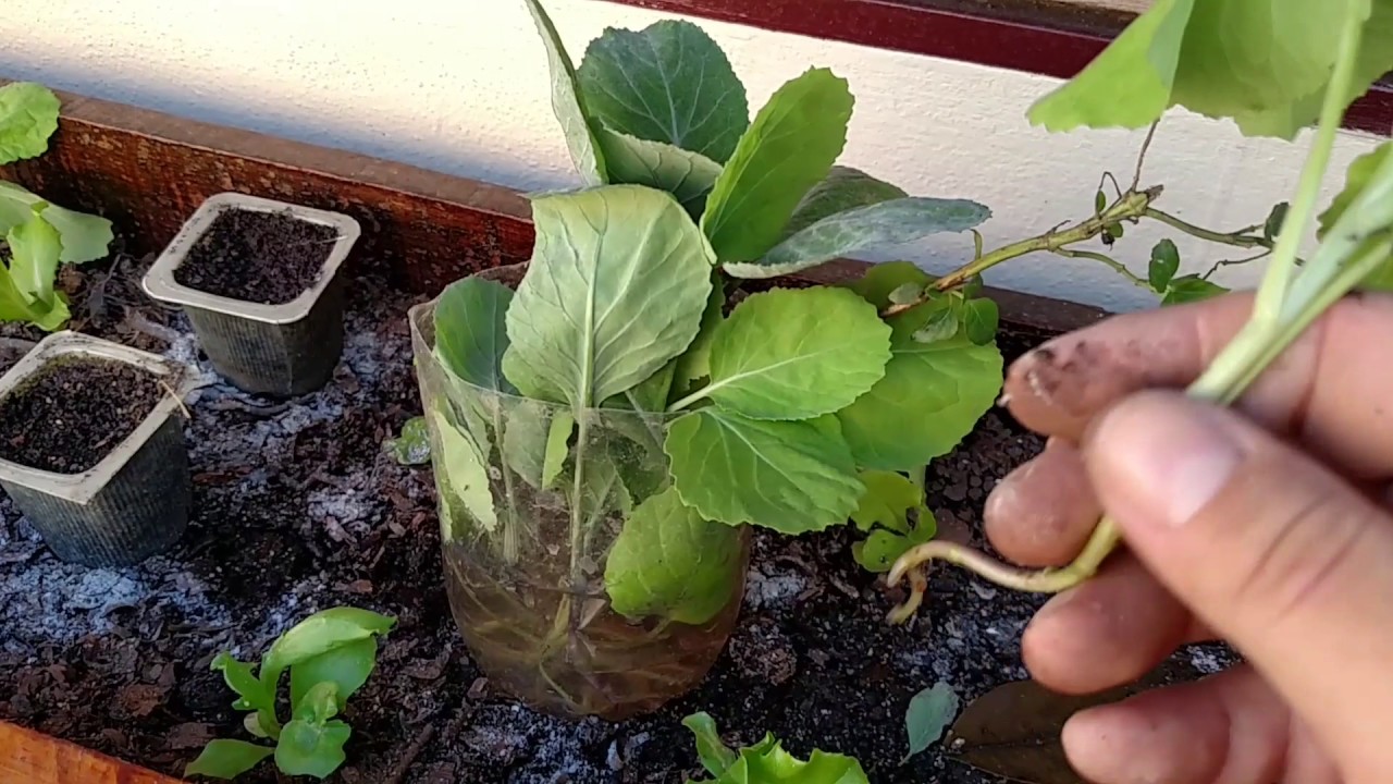 COMO FAZER MUDA DE COUVE E PLANTAR EM VASO DE MANEIRA FÁCIL.CONFIRA O RESULTADO: