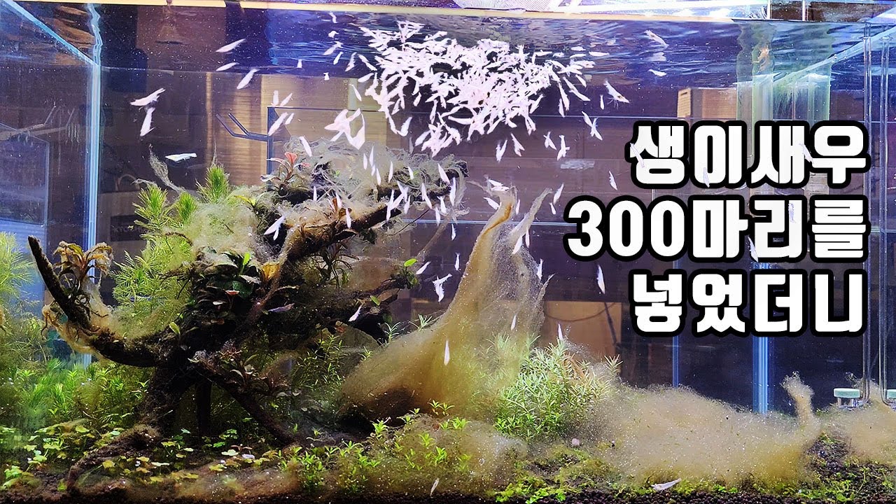 악성이끼 폭탄 맞은 어항에 새우 300마리를 넣으면 생기는 일!!