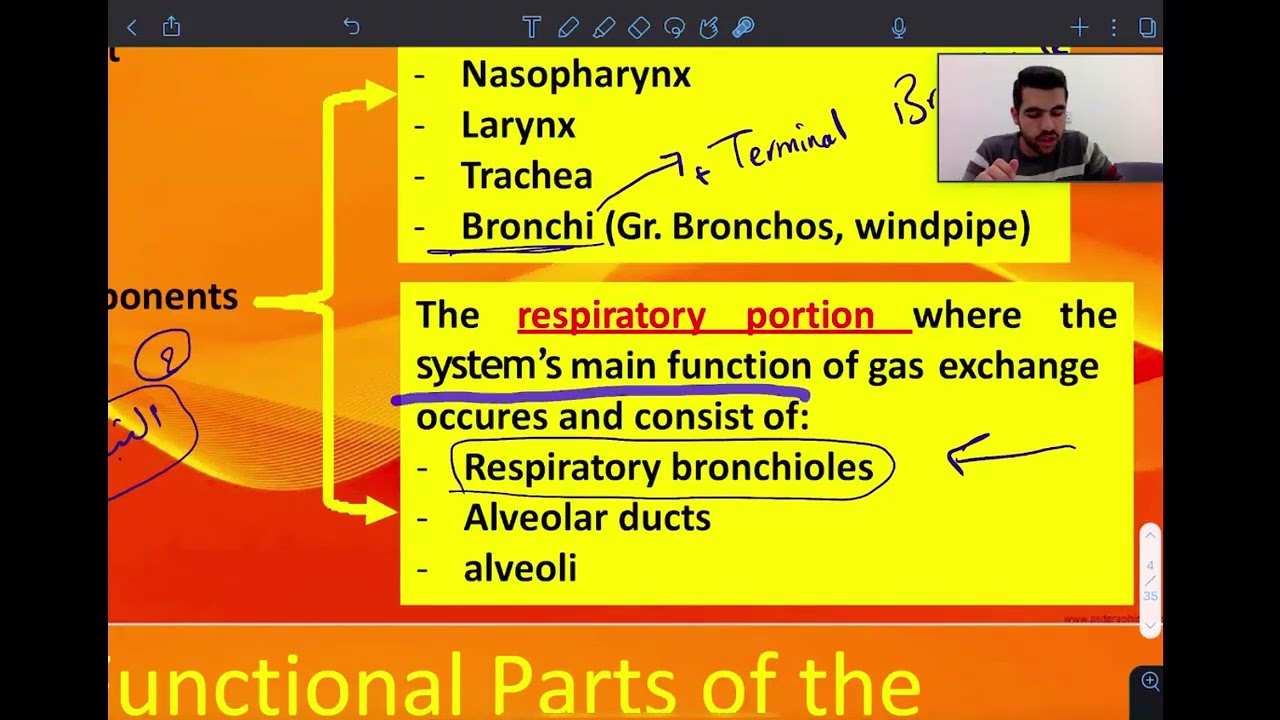 lect:1 respiratory histology (طب الكندي مرحلة ثانية)
