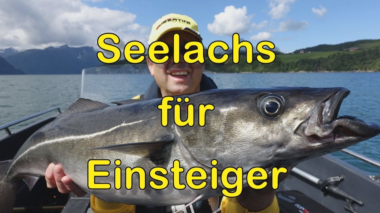Seelachs (Köhler) für Einsteiger