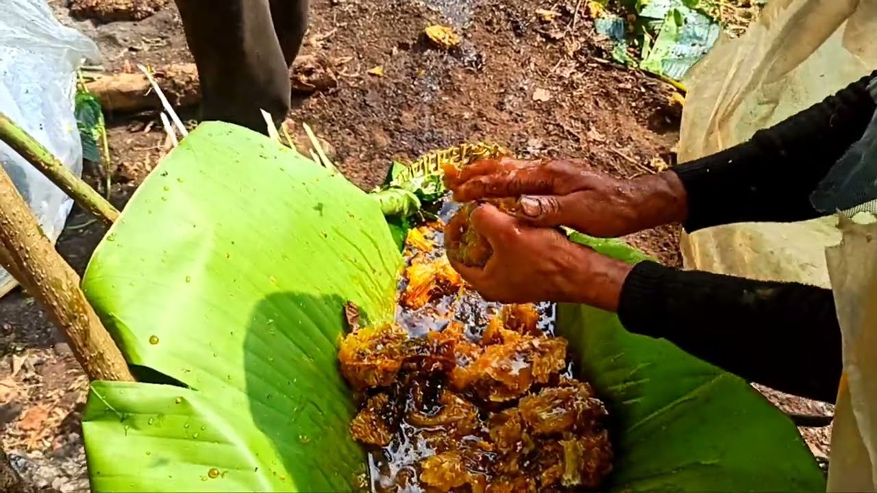 How mountain bees/Himalayan honey bees/cliff bees are harvested in wui village