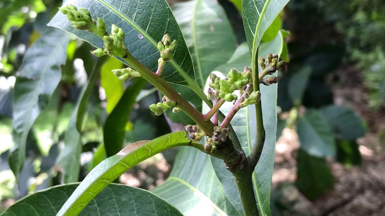 Protegiendo la flor del mango.