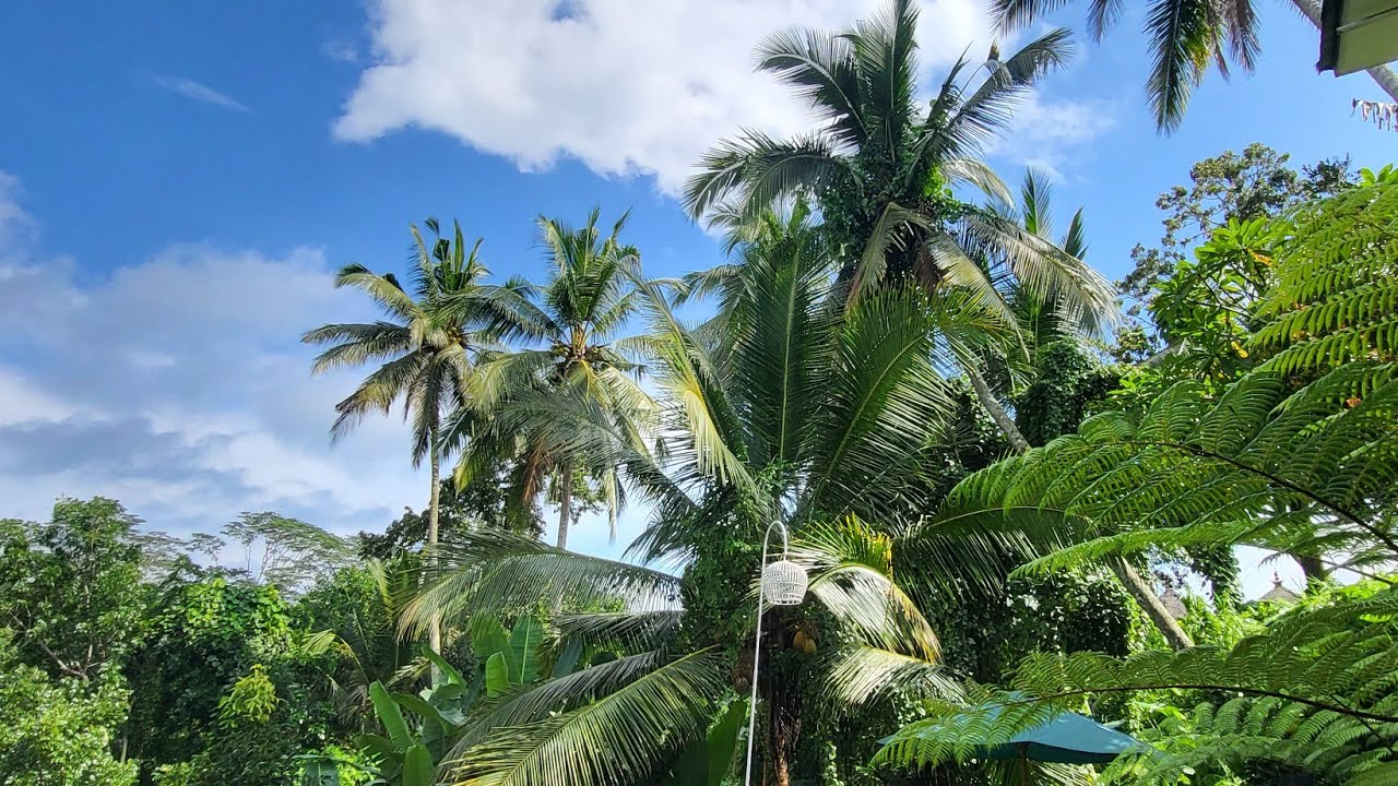 Doni House and Villa Ubud. Едем в Amed. Bali 2025