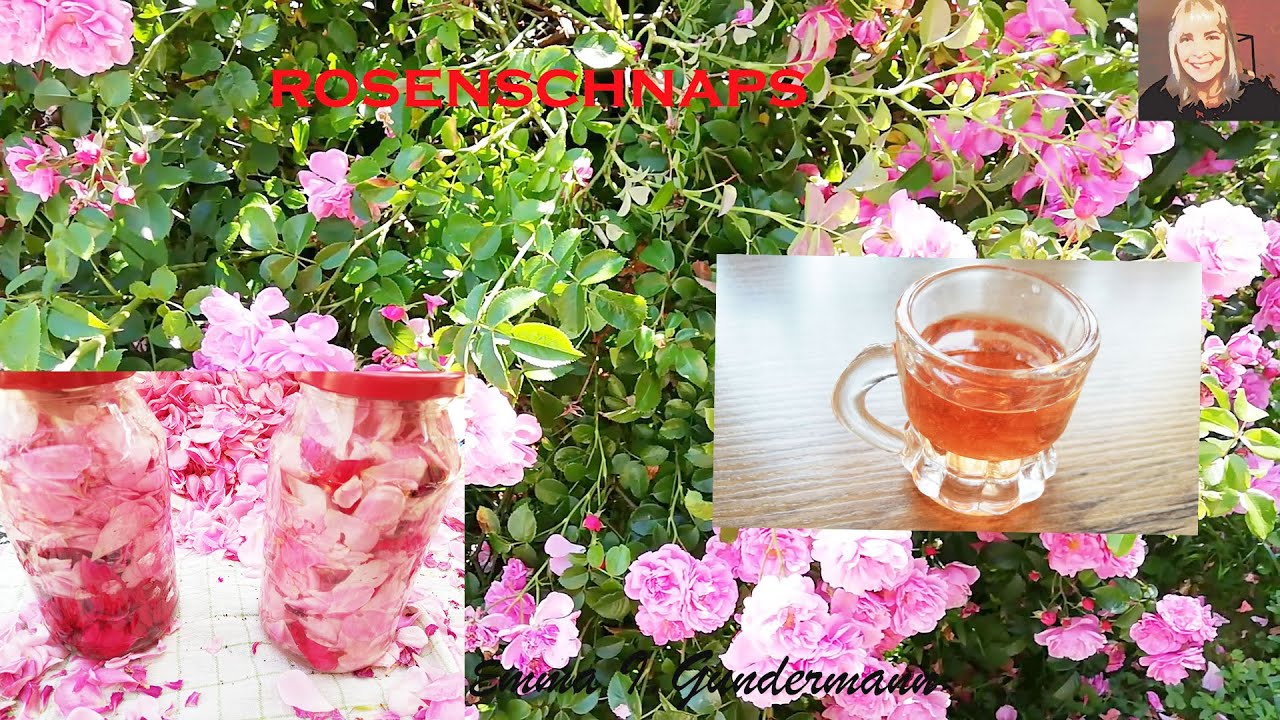 Rosenlikör | Rosenschnaps