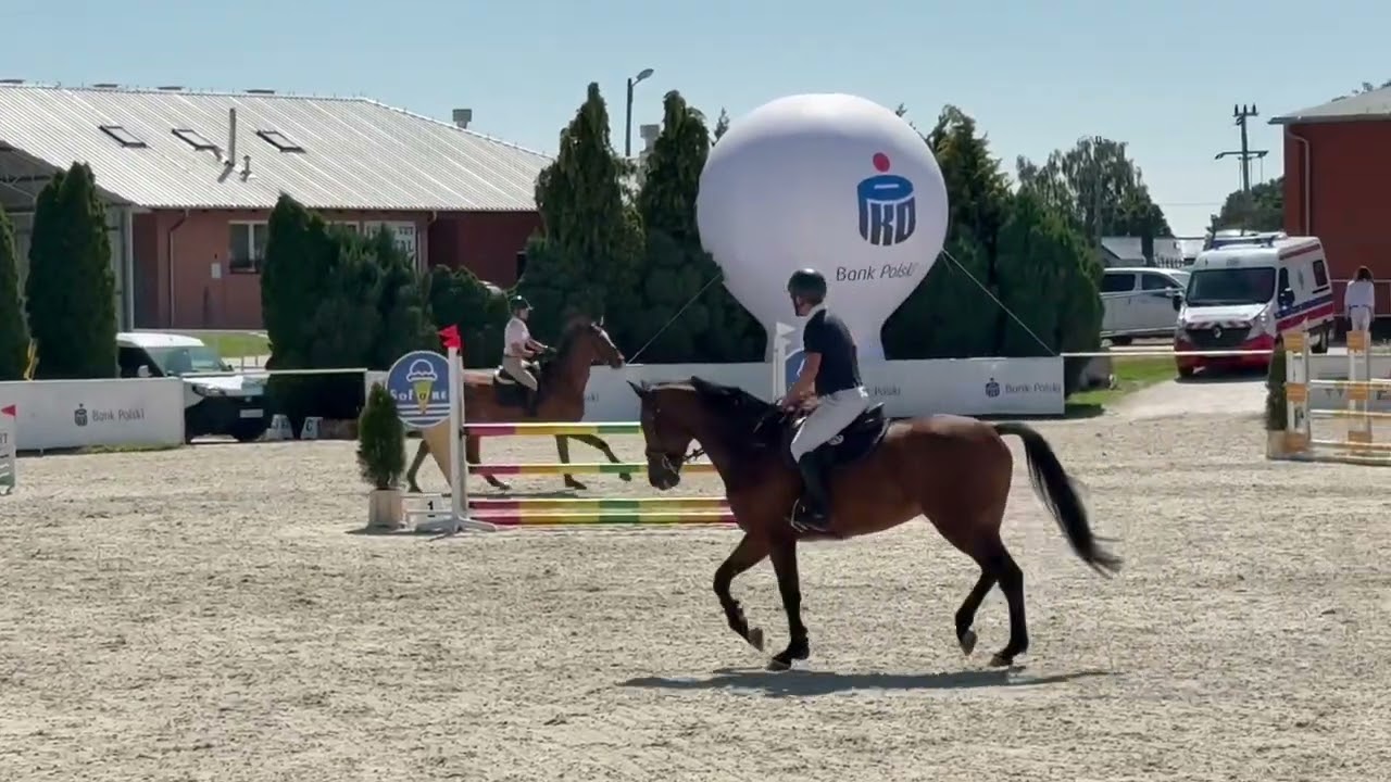Puccini HDH,gelding,167cm,5.yo.,KWPN