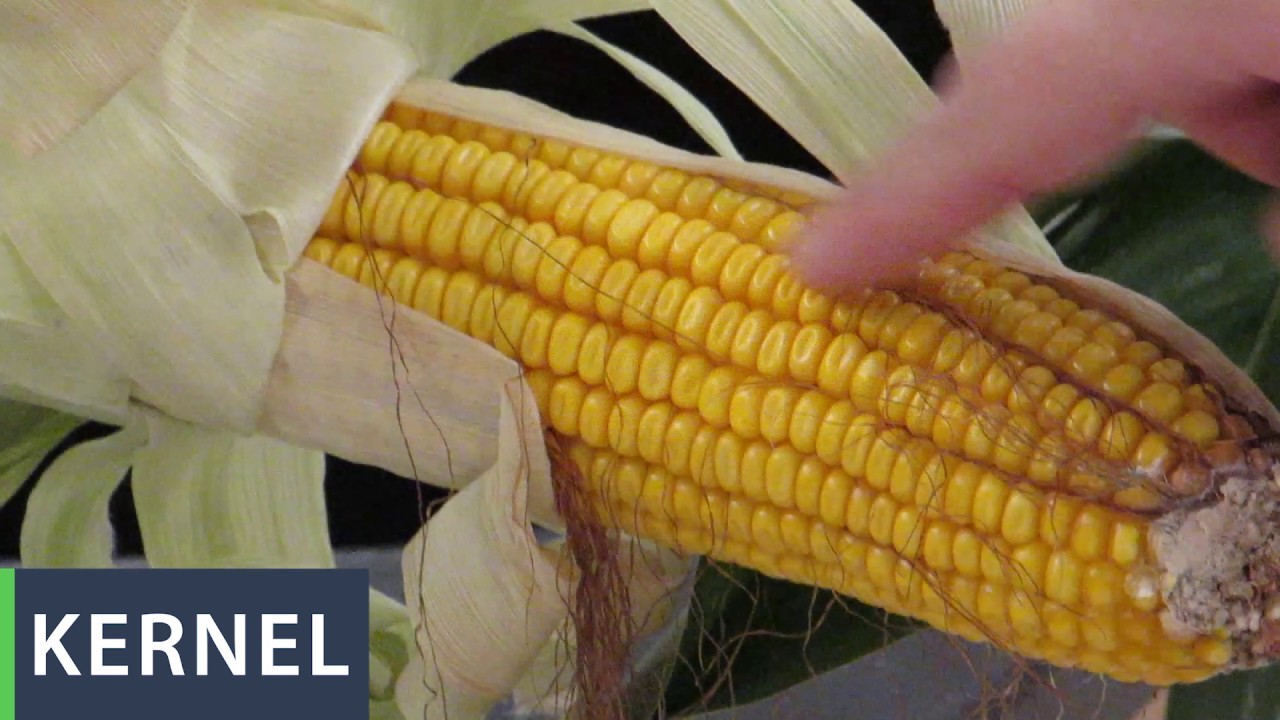 Quiz on Corn Plant Parts