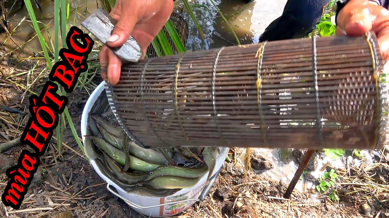 Mùa Cá Chạch Đồng Lại Đến | Đặt Lợp Cá Chạch Mùa Nước Nổi Mới Nhất | Giao Lưu Cùng Sát Thủ