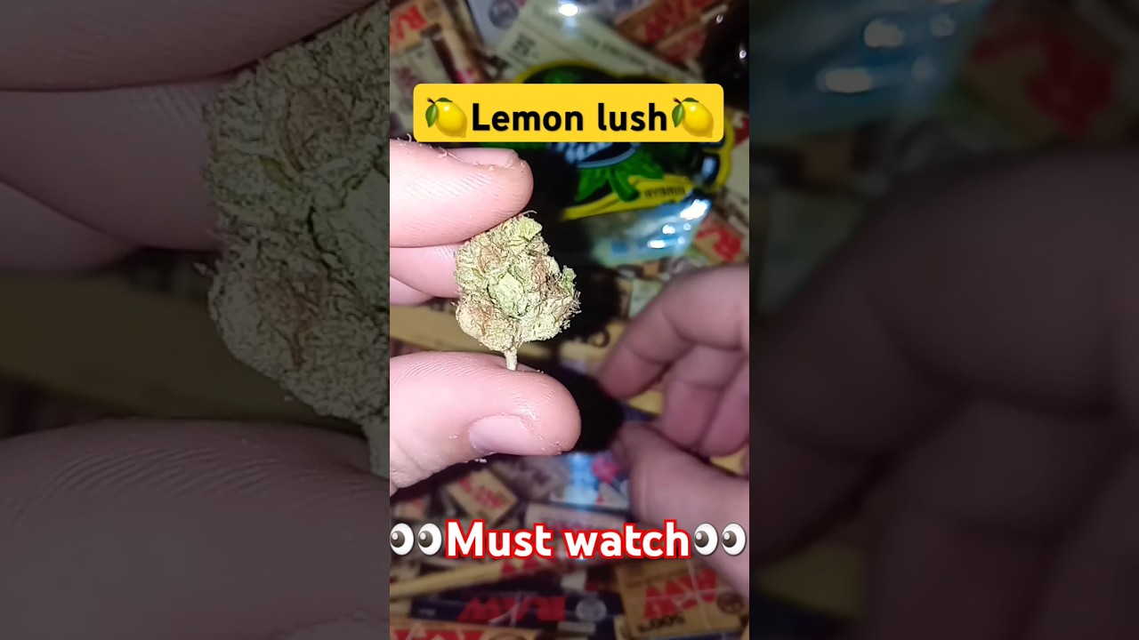 Weed strain review🍋lemon lush🍋 #420 #shorts #trending