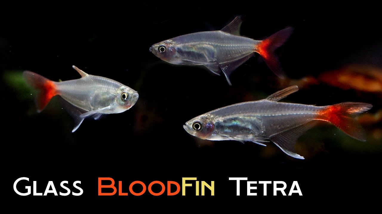 All About Glass Bloodfin Tetra: Awful name, Lovely Fish.