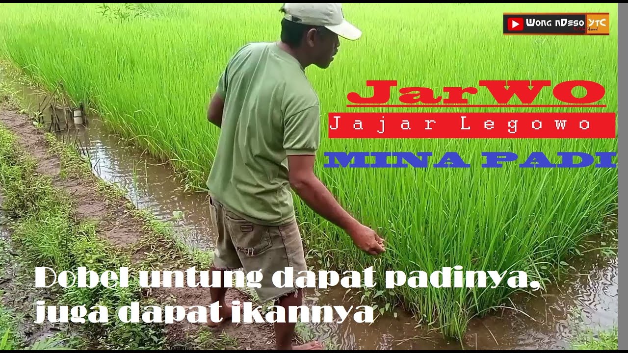 Mina Padi Jajar Legowo