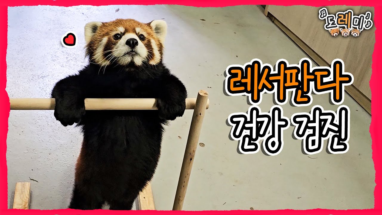 (SUB) Как малая панда проходит рентгенологическое исследование?💗 │Everland Red Panda
