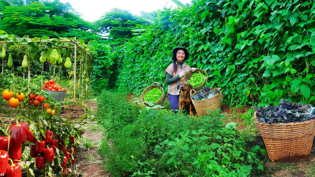 Harvest: Chili Peppers, Okra, Kale, Sweet Leaf Take To The Market To Sell – Cook With Them - Farming