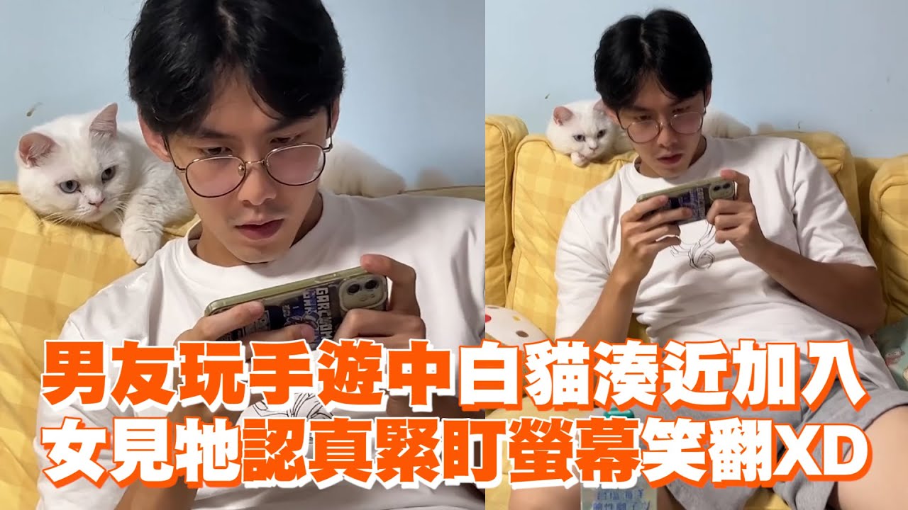 男友玩手遊中「白貓湊近加入」　女見牠認真緊盯螢幕笑翻🤣｜精選影片