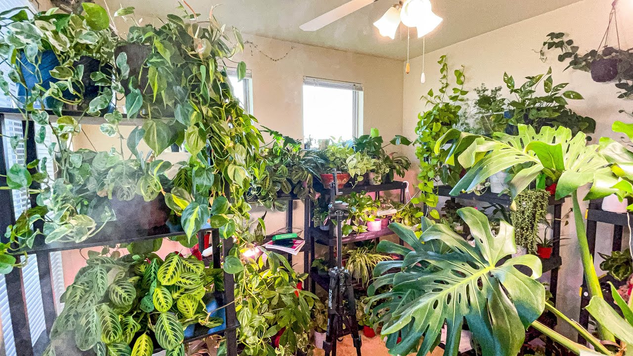 250+ HOUSEPLANTS APARTMENT TOUR | INDOOR PLANT TOUR 2021 | FEBRUARY HOUSEPLANT TOUR!