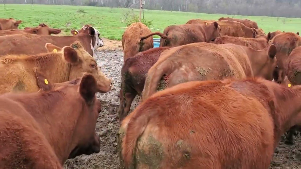 Check out our new livestock fly control experiment.