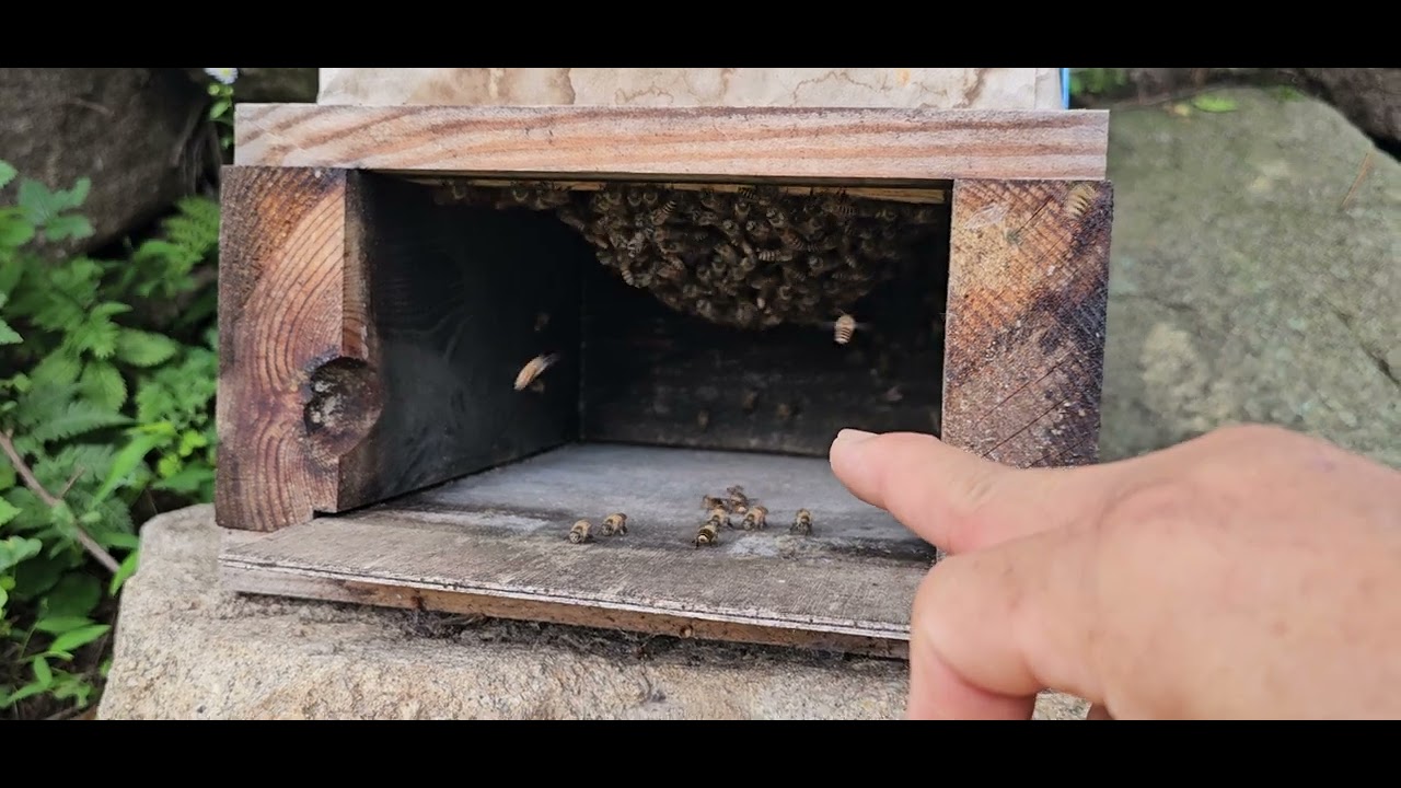 토종벌 삼복더위는 이렇게 관리 합니다