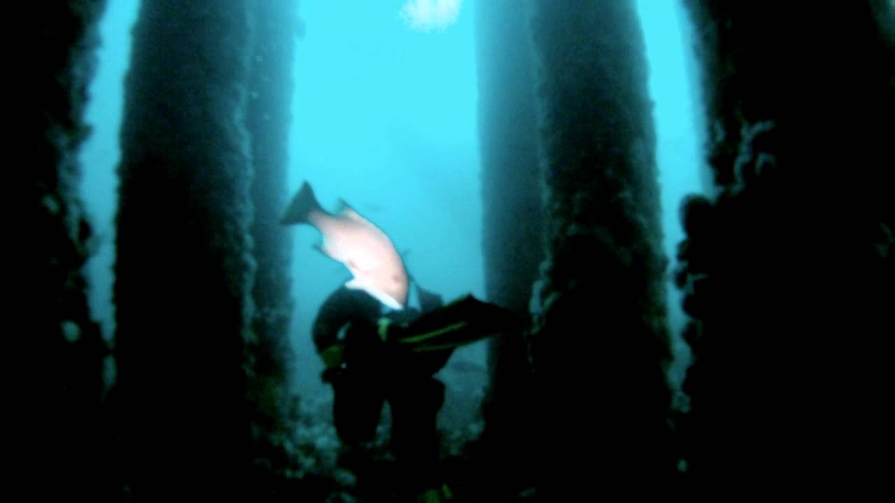 Eureka Oil Rig, SoCal Scuba Diving