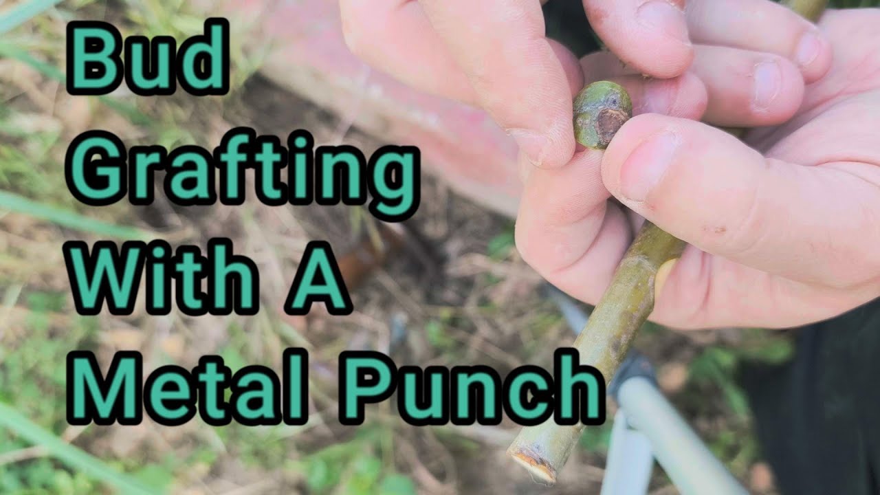 Bud Grafting With A Metal Punch