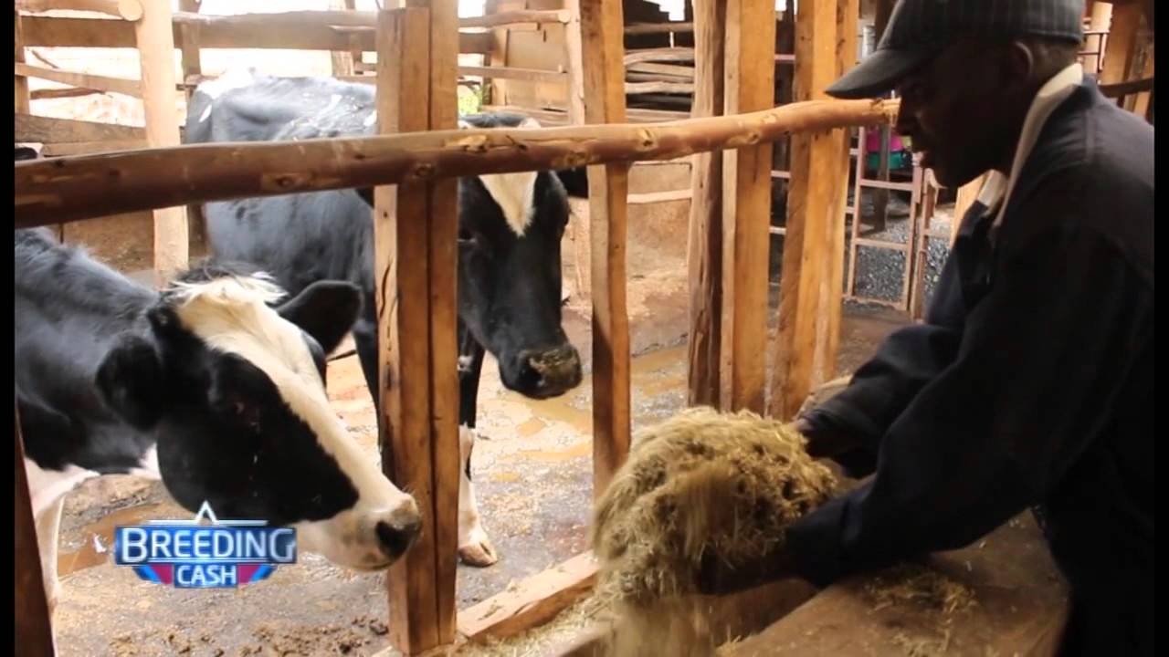 BREEDING CASH; DAIRY FARMING IN DEL'S FARM