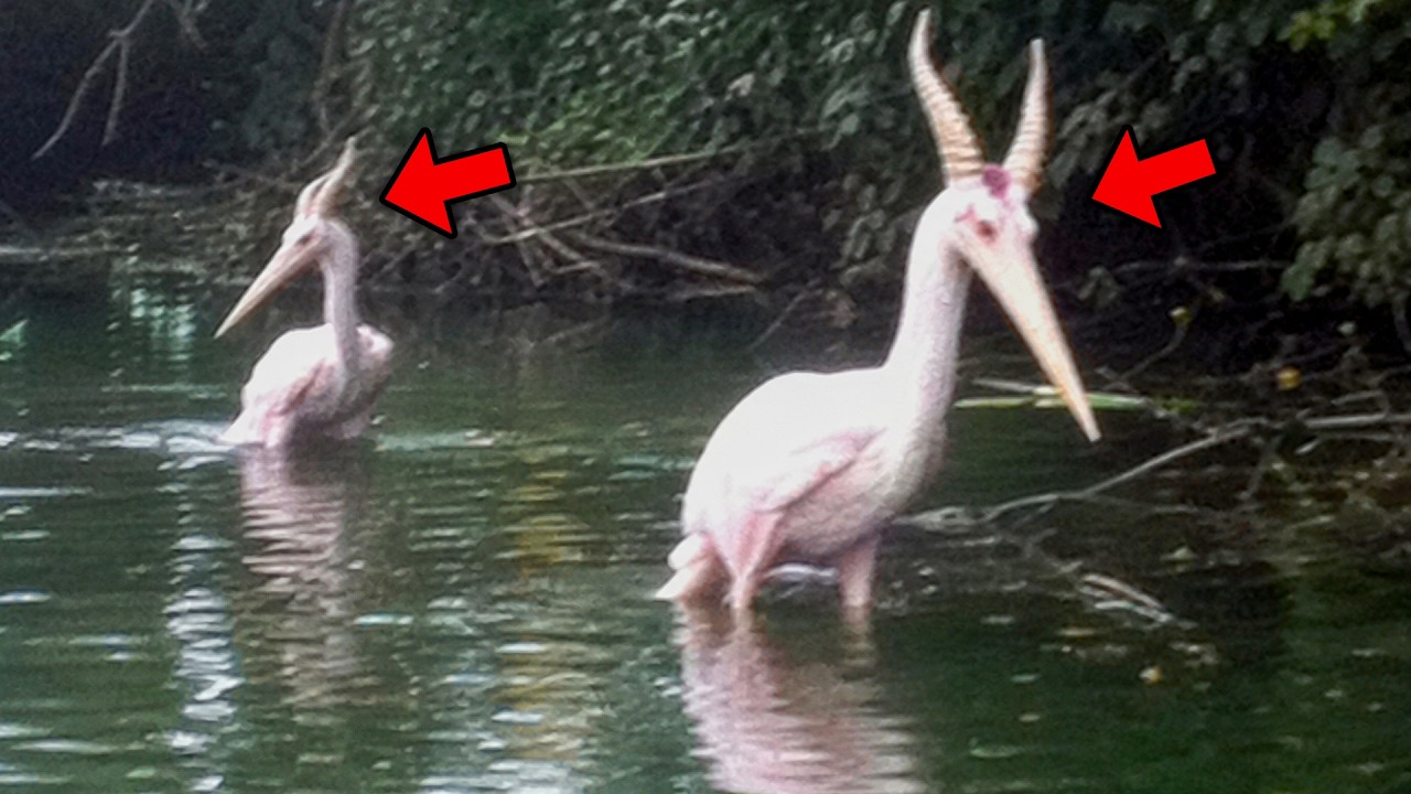 30 RARE Animals and Creatures Caught on Camera!