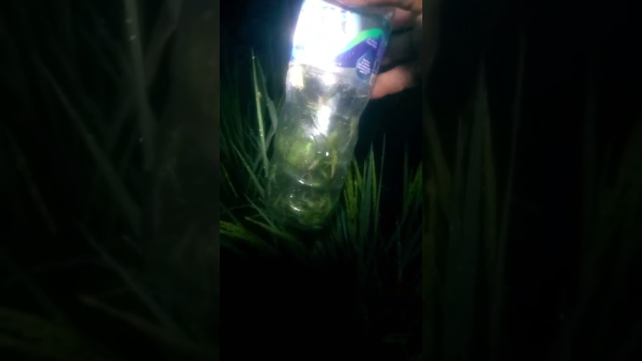 mencari belalang di sawah