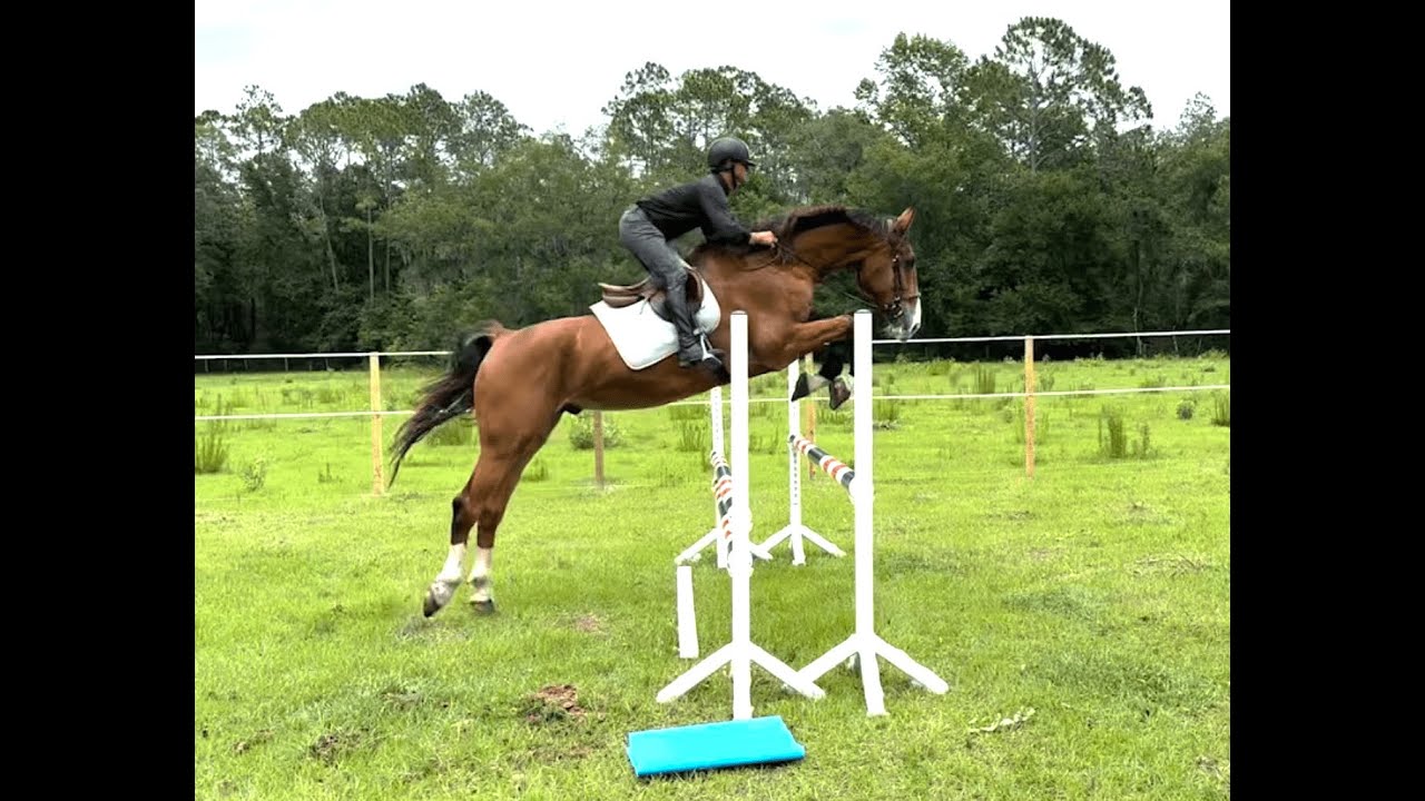Question'Air - Registered Dutch Harness gelding - 6 YO - 17hh2 - JUMPER AND EVENTING PROSPECT -