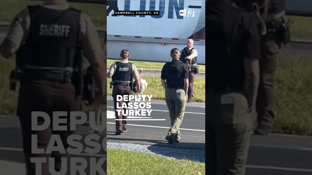 Deputy uses a lasso to try to capture loose turkey on highway