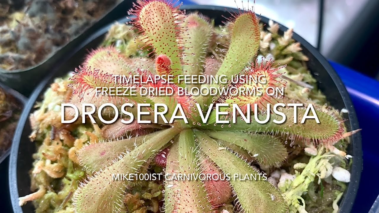 Timelapse feeding using freeze dried bloodworms on Drosera Venusta