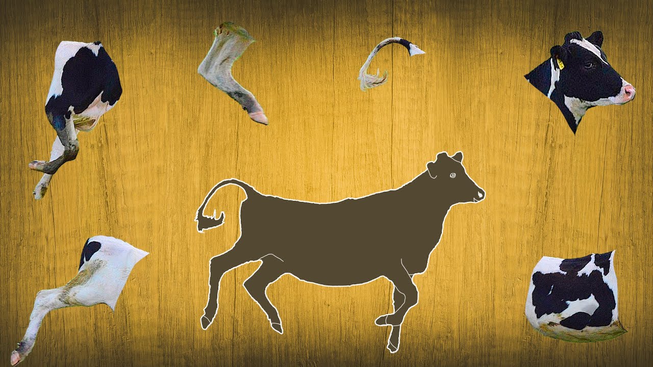 CUTE ANIMALS Black-and-White Cow Puzzle 귀여운 동물 흑백 암소 퍼즐