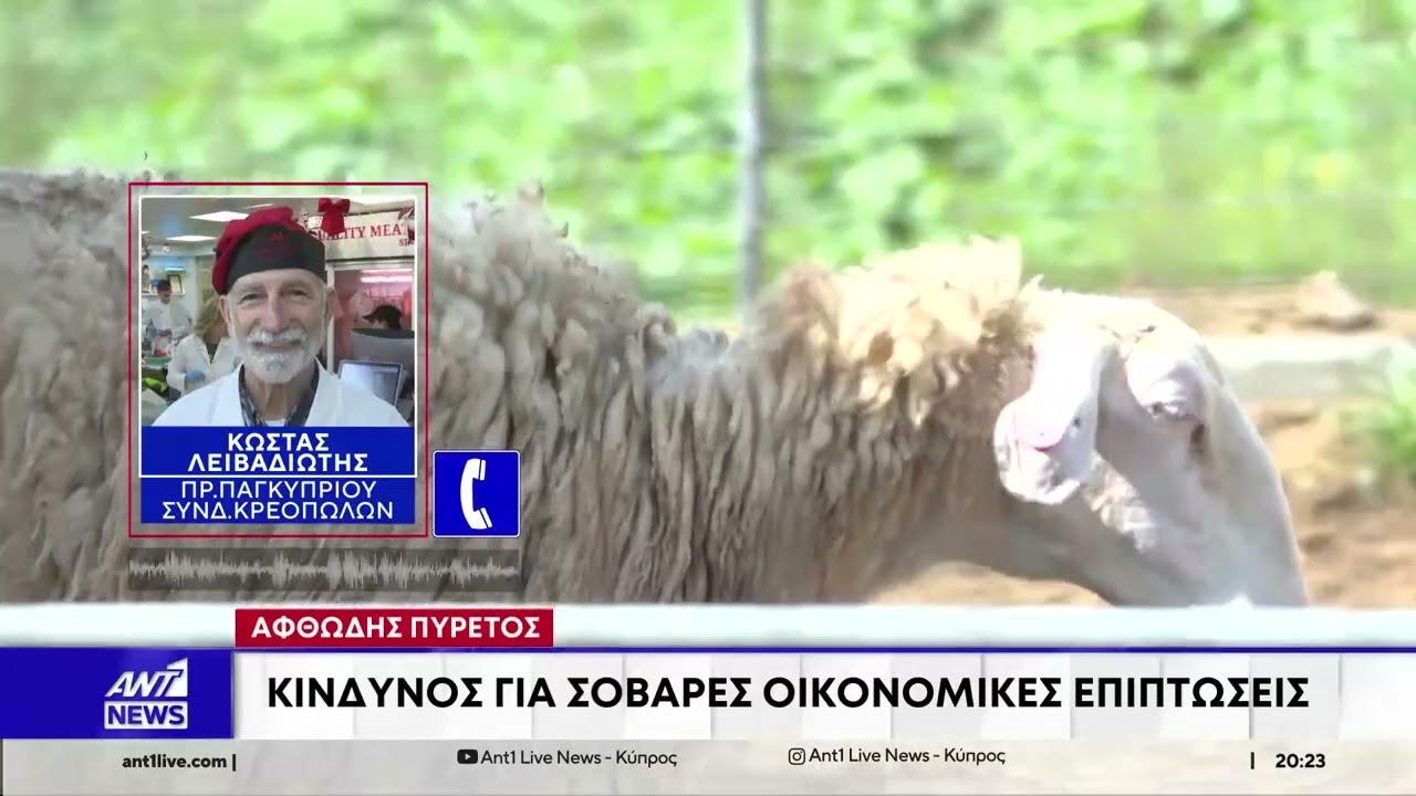 Αφθώδης πυρετός: Απειλούνται οι εξαγωγές χαλουμιού - Ενδεχόμενα προβλήματα και στην επάρκεια κρέατος