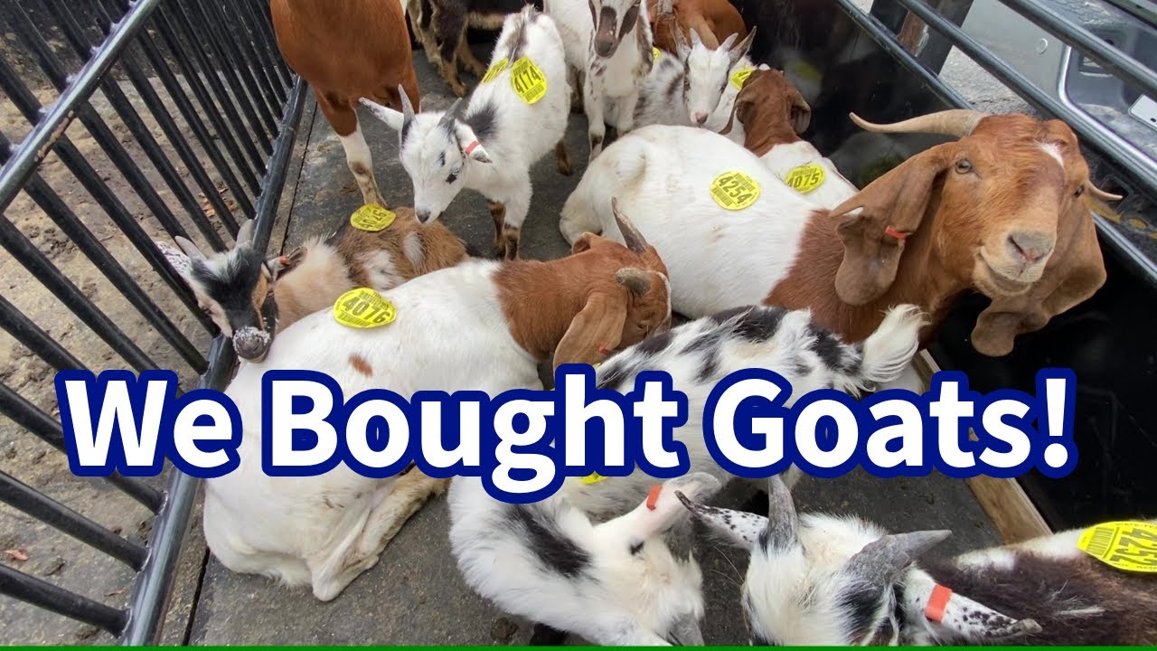 We Bought Goats at Kinder Sale