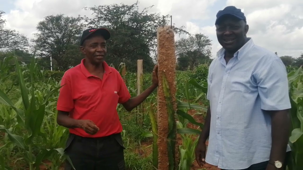 BACK AT IT - THE SECRETS REVEALED  Dragon fruit farming EP 3 || AT MBOTELA 3J FARM- KIBWEZI , KENYA