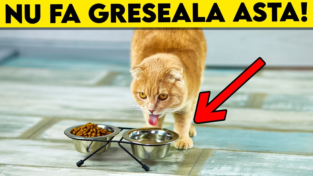 GRESEALA COMUNA CARE II POATE SCURTA VIATA PISICII TALE