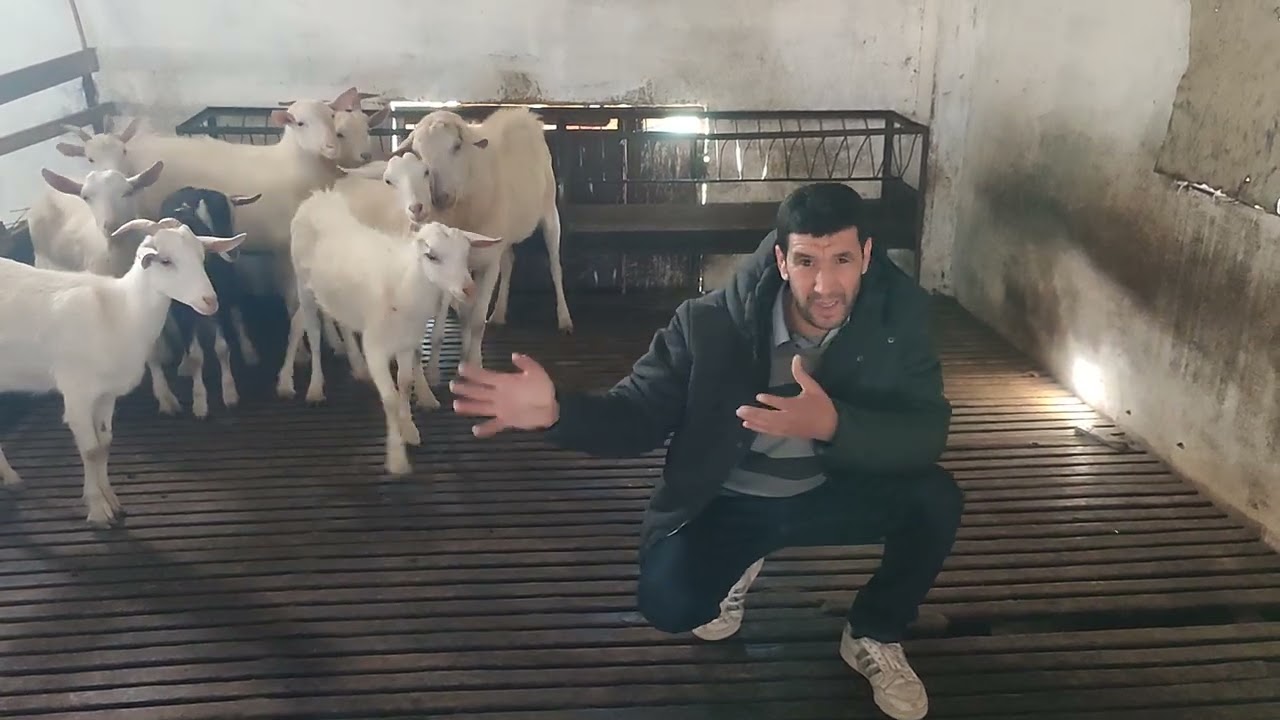 @Aménagement intérieur d'une chevrerie