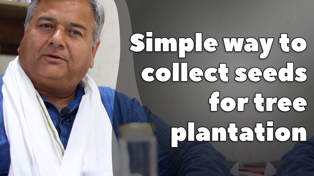 A simple way to collect seeds for tree plantation
