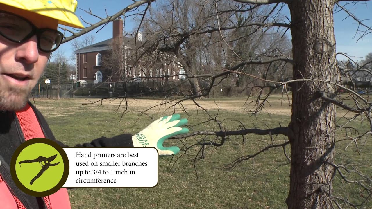 How to Prune: Small Branch Pruning