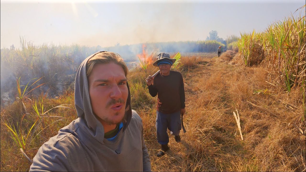 Cutting Sugar Cane and Catching Rats in Thailand🇹🇭