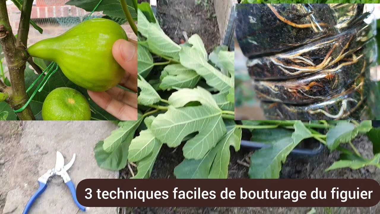 3 façons de bouturer le figuier en été. 2025