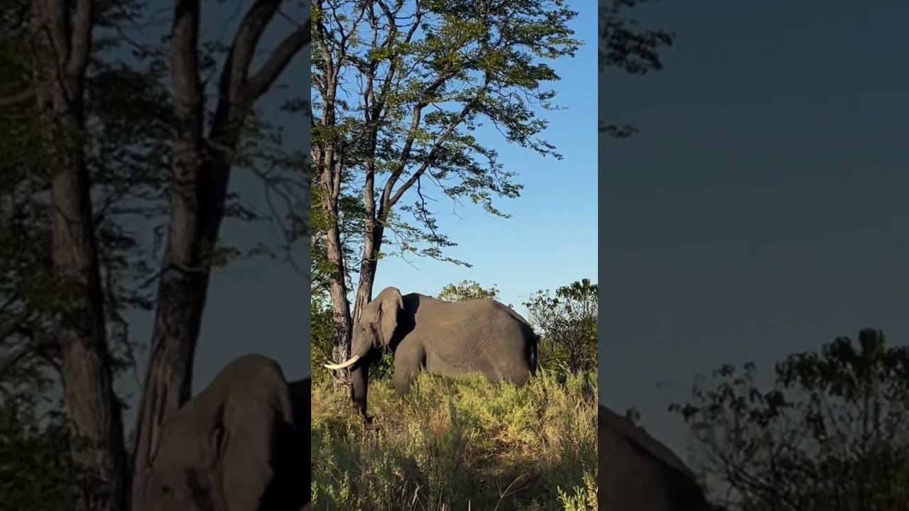 There is something beautiful about an elephant walking slowly through the forest.
